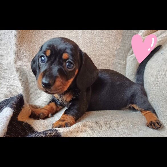 Dachshund (Standard &amp; Miniature) - Both