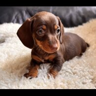 Dachshund (Standard &amp; Miniature) - Both