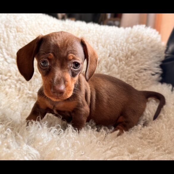 Dachshund (Standard &amp; Miniature) - Both