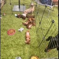 Dachshund (Standard &amp; Miniature) - Both