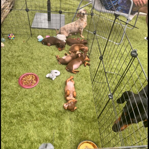 Dachshund (Standard &amp; Miniature) - Both
