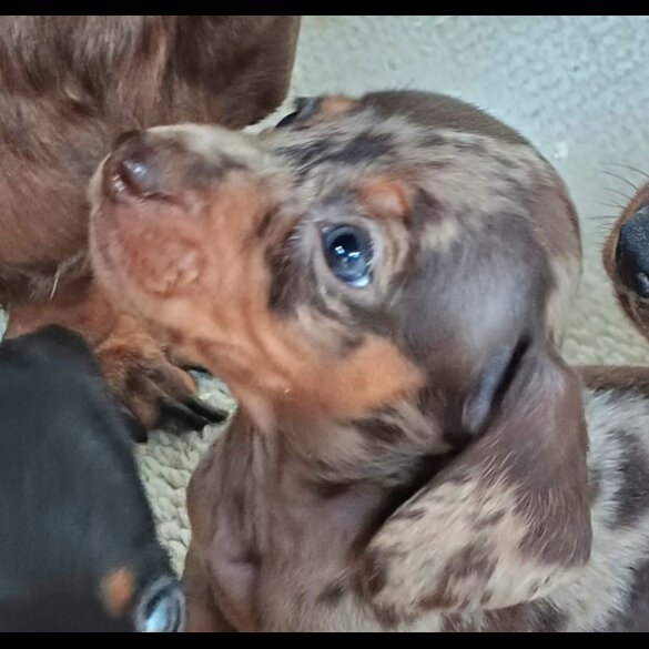 Dachshund (Standard &amp; Miniature) - Both