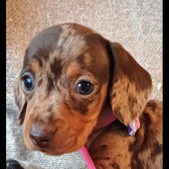 Dachshund (Standard &amp; Miniature) - Both
