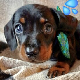 Dachshund (Standard &amp; Miniature) - Both