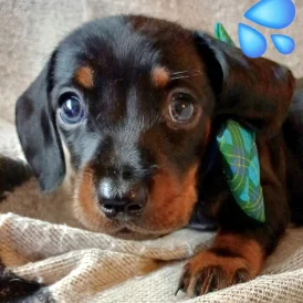 Dachshund (Standard &amp; Miniature) - Both