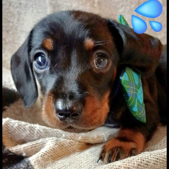 Dachshund (Standard &amp; Miniature) - Both