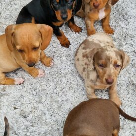 Dachshund (Standard &amp; Miniature) - Both