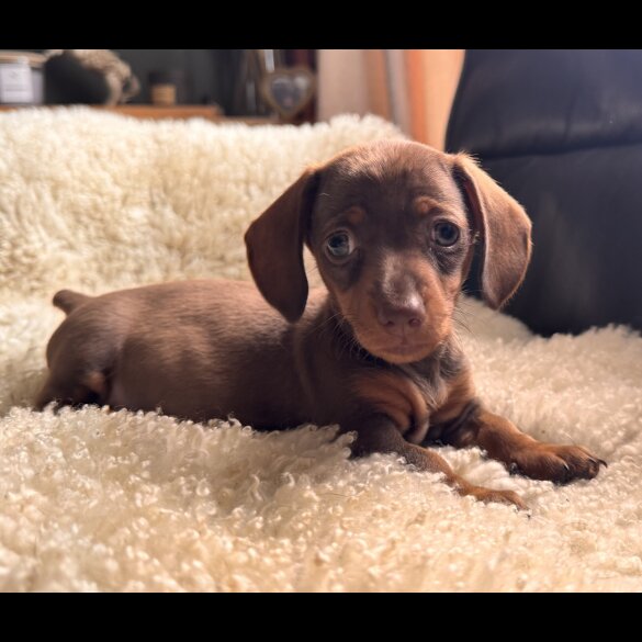 Dachshund (Standard &amp; Miniature) - Both