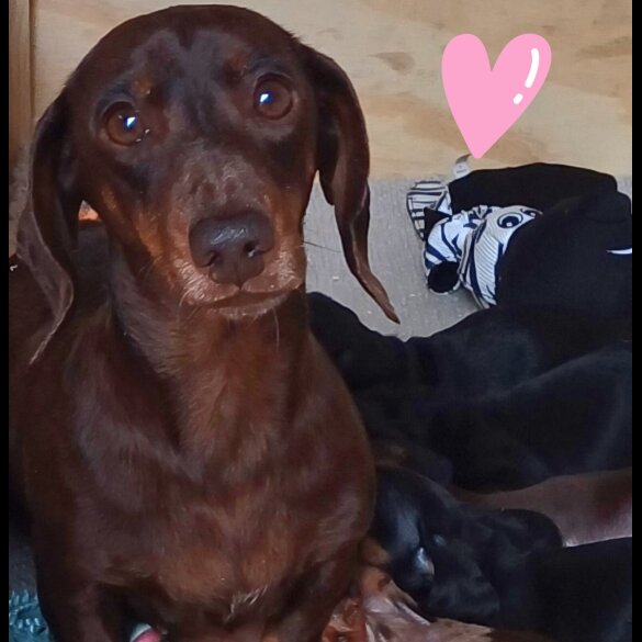 Dachshund (Standard &amp; Miniature) - Both