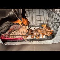 Dachshund (Standard &amp; Miniature) - Both