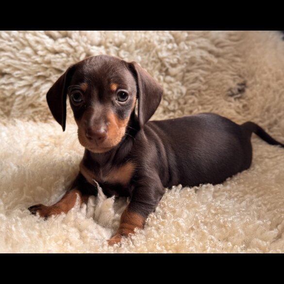 Dachshund (Standard &amp; Miniature) - Both
