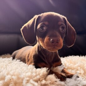 Dachshund (Standard &amp; Miniature) - Both