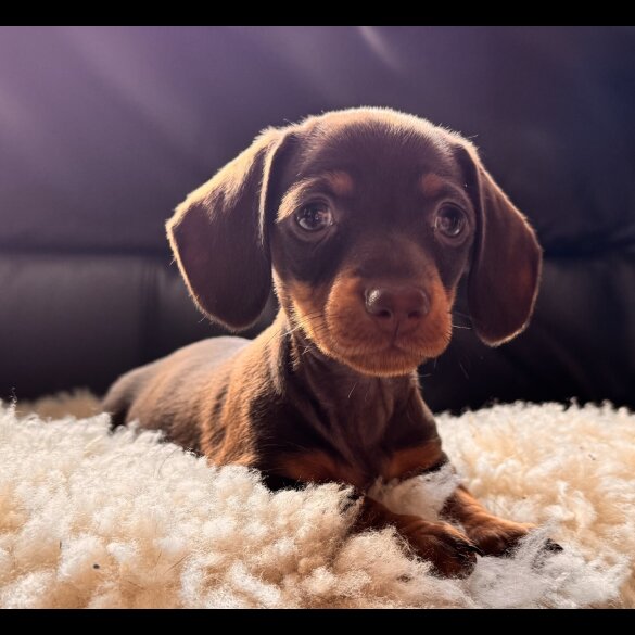 Dachshund (Standard &amp; Miniature) - Both
