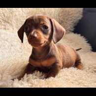 Dachshund (Standard &amp; Miniature) - Both