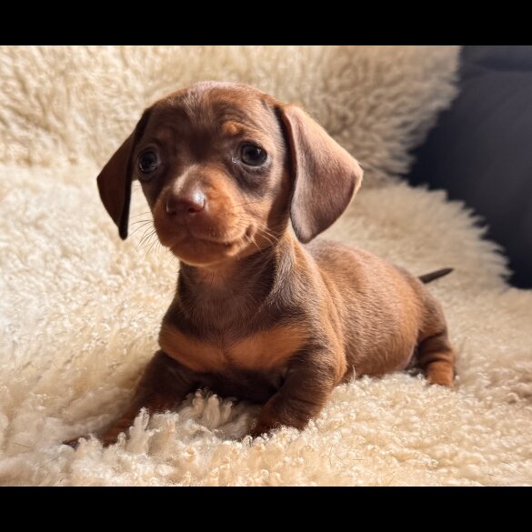 Dachshund (Standard &amp; Miniature) - Both