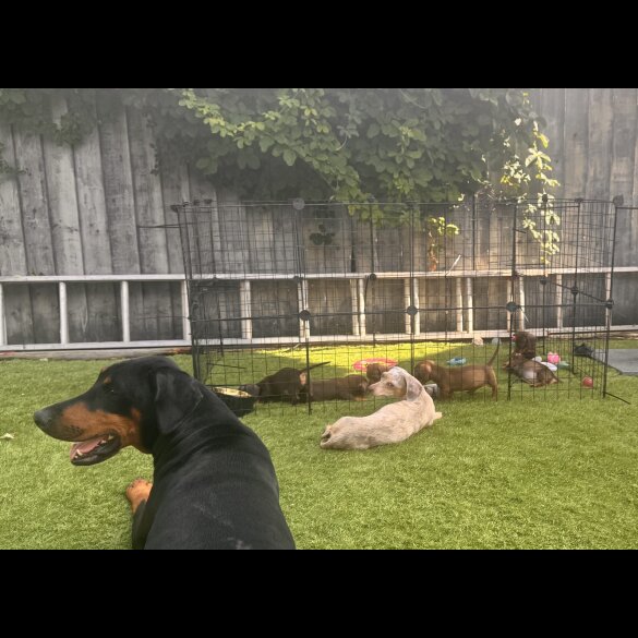 Dachshund (Standard &amp; Miniature) - Both