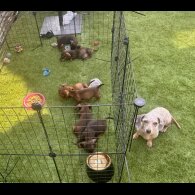 Dachshund (Standard &amp; Miniature) - Both