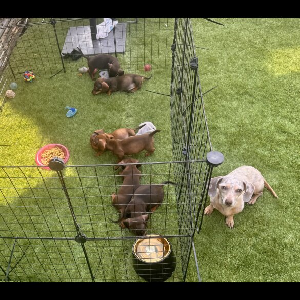 Dachshund (Standard &amp; Miniature) - Both