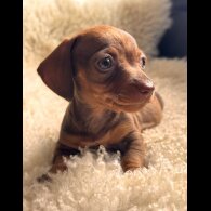 Dachshund (Standard &amp; Miniature) - Both