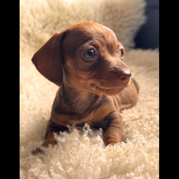 Dachshund (Standard &amp; Miniature) - Both