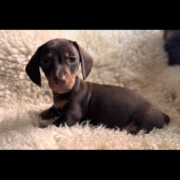Dachshund (Standard &amp; Miniature) - Both