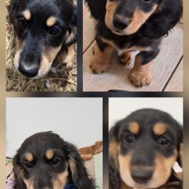 Dachshund (Standard &amp; Miniature) - Both
