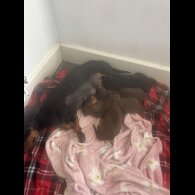Dachshund (Standard &amp; Miniature) - Bitches