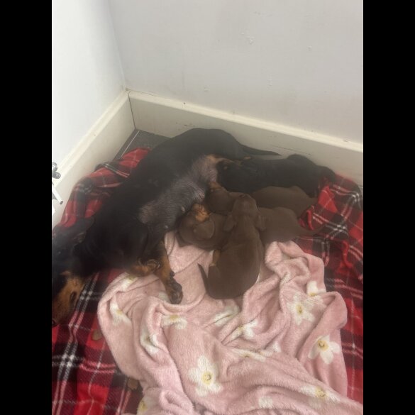 Dachshund (Standard &amp; Miniature) - Bitches