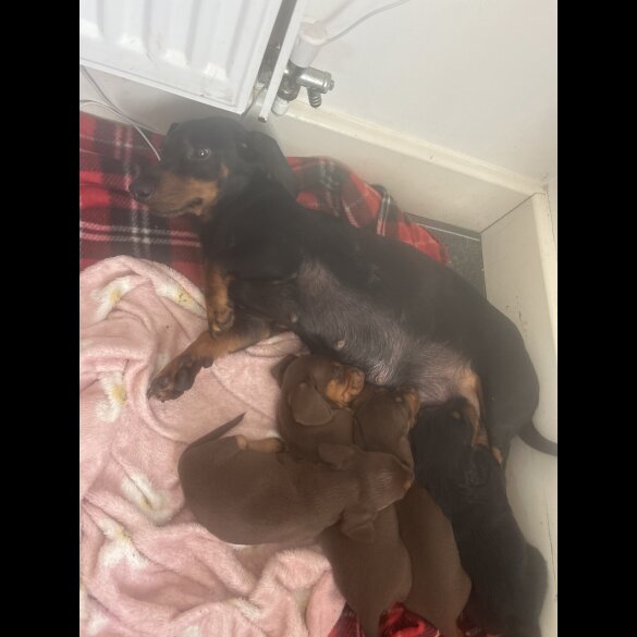 Dachshund (Standard &amp; Miniature) - Bitches