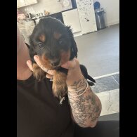 Dachshund (Standard &amp; Miniature) - Bitches