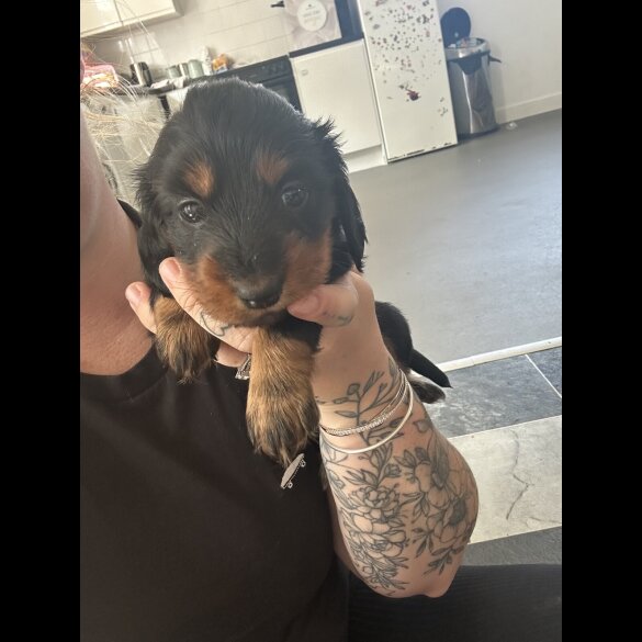 Dachshund (Standard &amp; Miniature) - Bitches