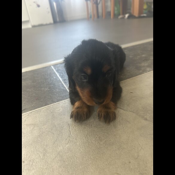 Dachshund (Standard &amp; Miniature) - Bitches