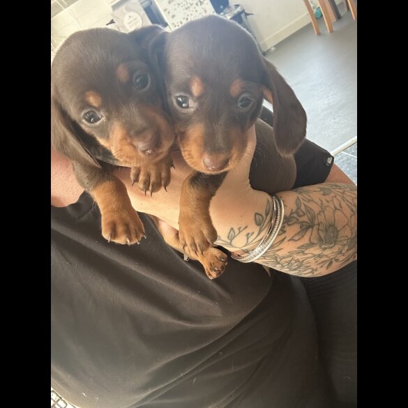 Dachshund (Standard &amp; Miniature) - Bitches