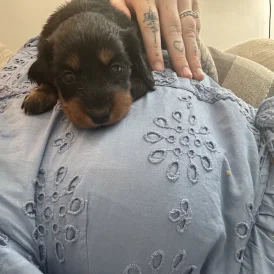 Dachshund (Standard &amp; Miniature) - Bitches