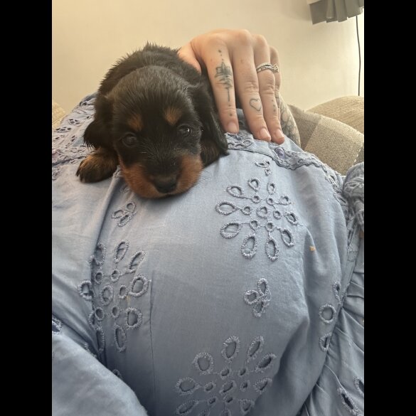 Dachshund (Standard &amp; Miniature) - Bitches