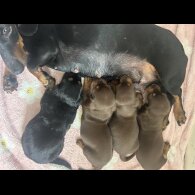 Dachshund (Standard &amp; Miniature) - Bitches