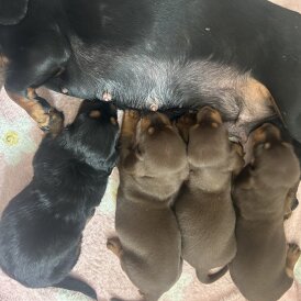 Dachshund (Standard &amp; Miniature) - Bitches