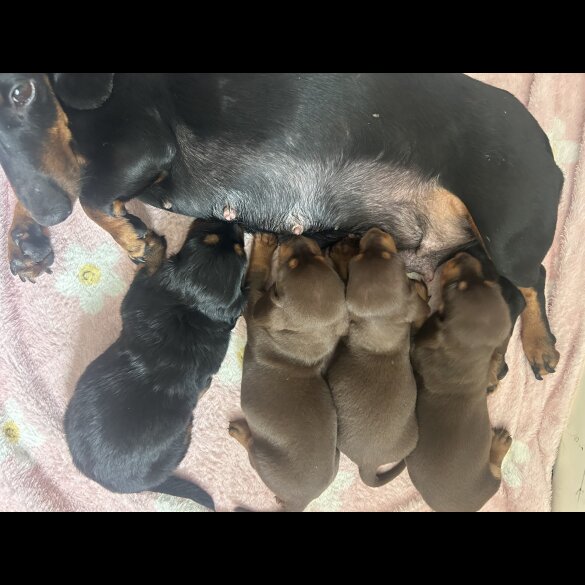 Dachshund (Standard &amp; Miniature) - Bitches