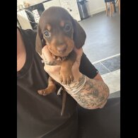 Dachshund (Standard &amp; Miniature) - Bitches