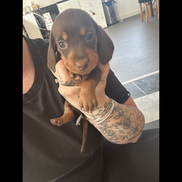 Dachshund (Standard &amp; Miniature) - Bitches