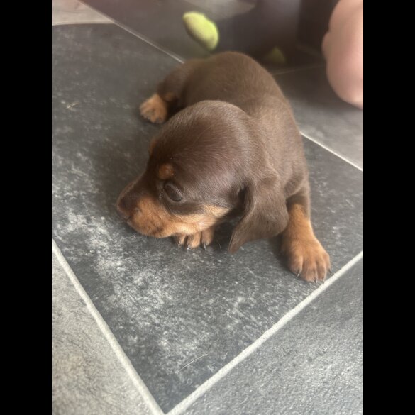 Dachshund (Standard &amp; Miniature) - Bitches