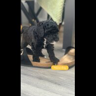 Cockapoo - Dogs
