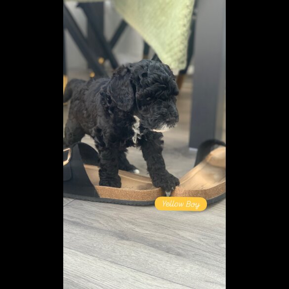 Cockapoo - Dogs