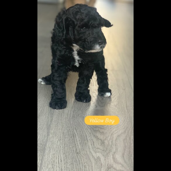 Cockapoo - Dogs