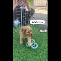 Cockapoo - Dogs