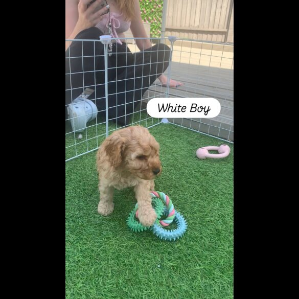 Cockapoo - Dogs