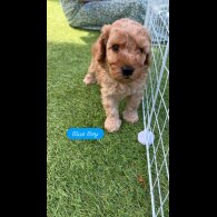 Cockapoo - Dogs