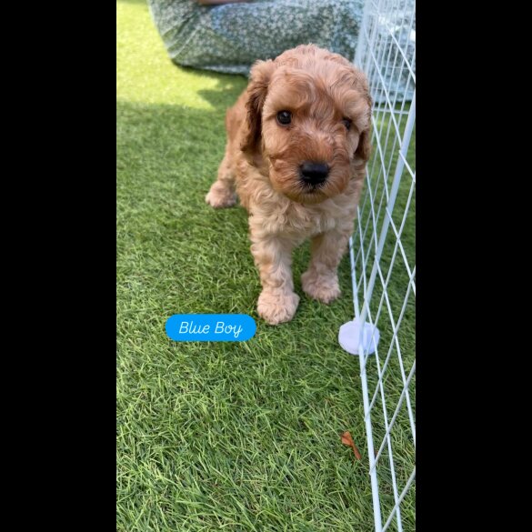 Cockapoo - Dogs