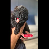 Cockapoo - Dogs
