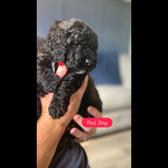 Cockapoo - Dogs